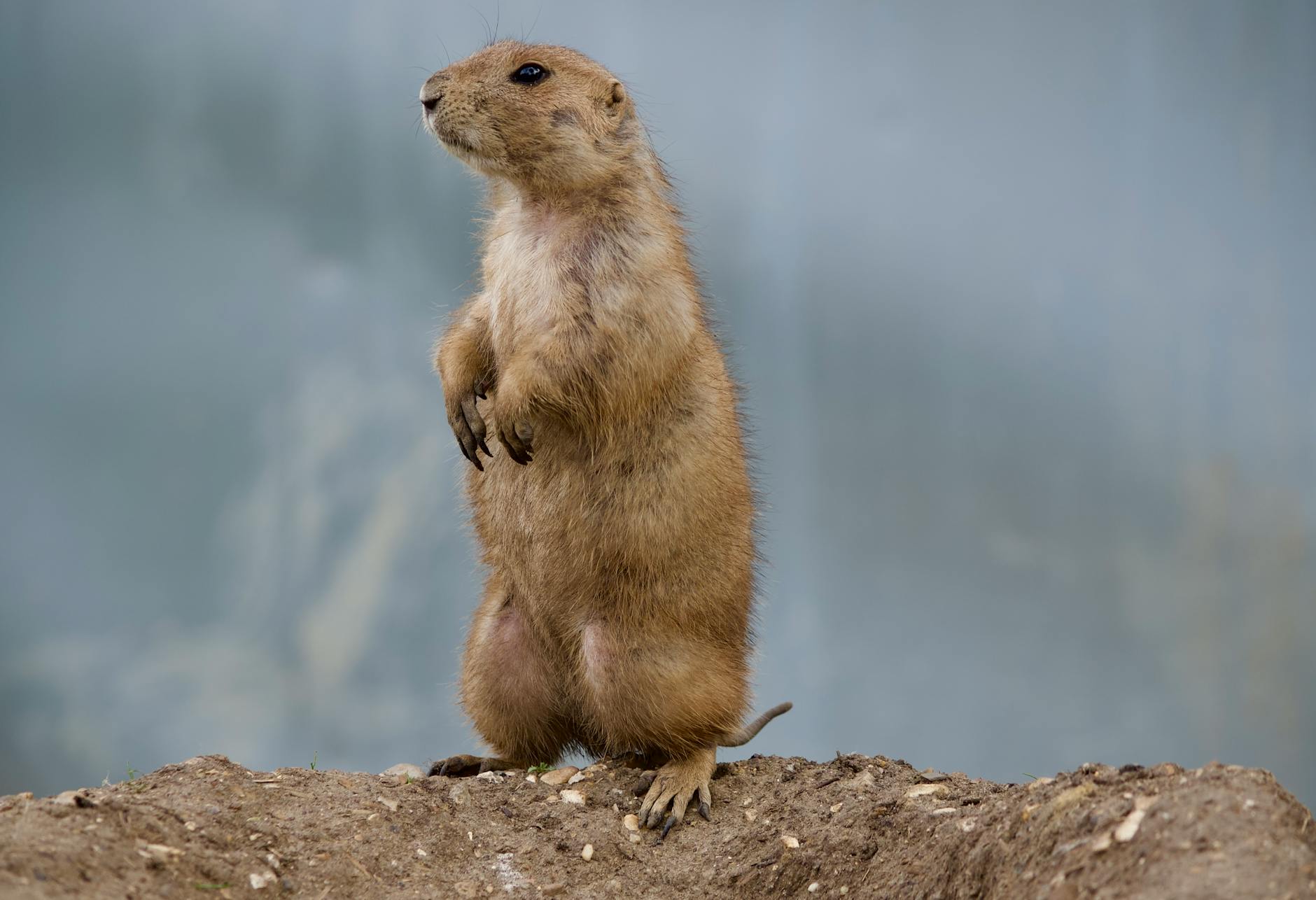 mexican prairie dog